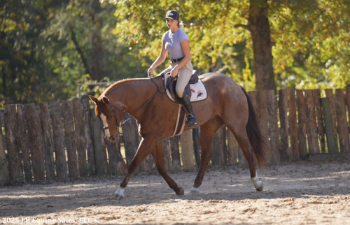 HorseID: 2304821 RedWinder - PhotoID: 1087876