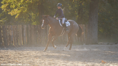 HorseID: 2304821 RedWinder - PhotoID: 1087877