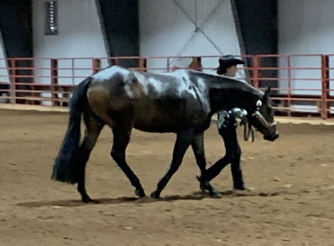 HorseID: 2304928 The Immortal Impulse - PhotoID: 1090728