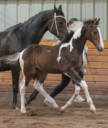 HorseID: 2304935 Pas de Valsè - PhotoID: 1090890