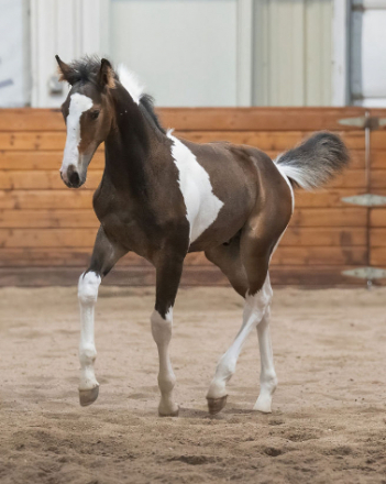 HorseID: 2304935 Pas de Valsè - PhotoID: 1090891