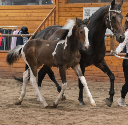 HorseID: 2304935 Pas de Valsè - PhotoID: 1090892