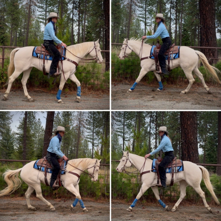 HorseID: 2304987 Pearls Goldun Lady - PhotoID: 1088121