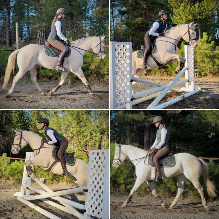 HorseID: 2304987 Pearls Goldun Lady - PhotoID: 1088122