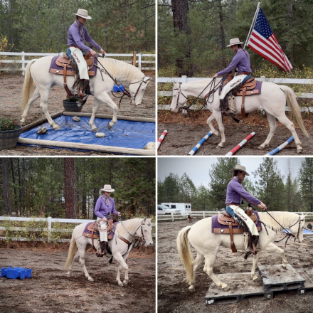 HorseID: 2304987 Pearls Goldun Lady - PhotoID: 1088123