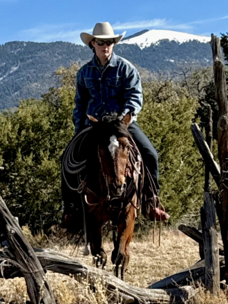 HorseID: 2305103 Peso - PhotoID: 1088367