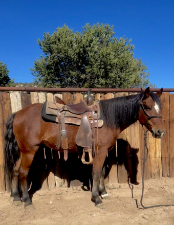 HorseID: 2305103 Peso - PhotoID: 1088369