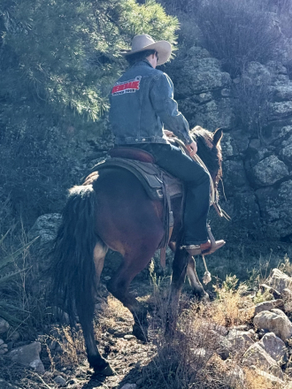 HorseID: 2305103 Peso - PhotoID: 1090068