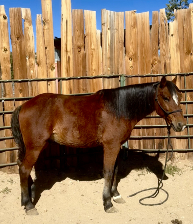 HorseID: 2305103 Peso - PhotoID: 1090069