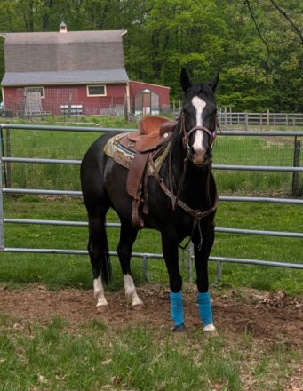 HorseID: 2305209 Sparkles Blu Jag - PhotoID: 1088499