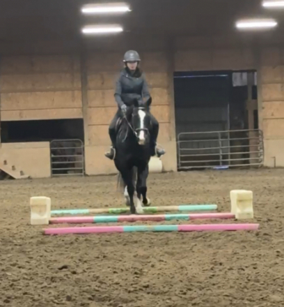 HorseID: 2305209 Sparkles Blu Jag - PhotoID: 1088502