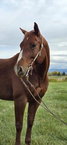 HorseID: 2305211 Steady Quixote - PhotoID: 1090270