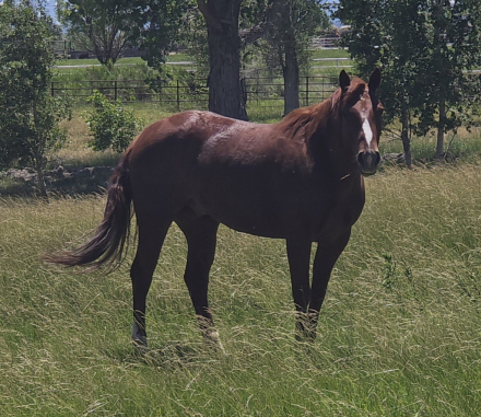 HorseID: 2305211 Steady Quixote - PhotoID: 1090272