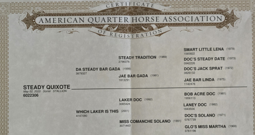 HorseID: 2305211 Steady Quixote - PhotoID: 1090273