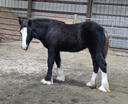 HorseID: 2305275 Golden West's Dark Secret (Name Pending) - PhotoID: 1088583