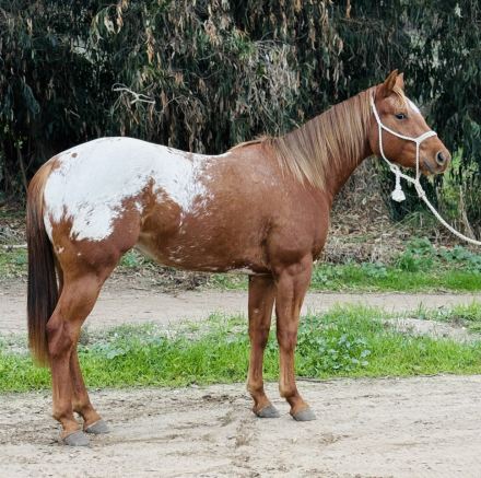 HorseID: 2305356 Dream Big Mr - PhotoID: 1088710