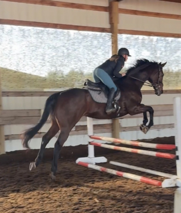 HorseID: 2305381 Miss Lafayette - PhotoID: 1088728