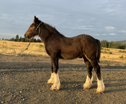 HorseID: 2305563 Golden Oak’s Rhythm of Revenge - PhotoID: 1088961