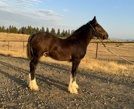 HorseID: 2305563 Golden Oak’s Rhythm of Revenge - PhotoID: 1088962