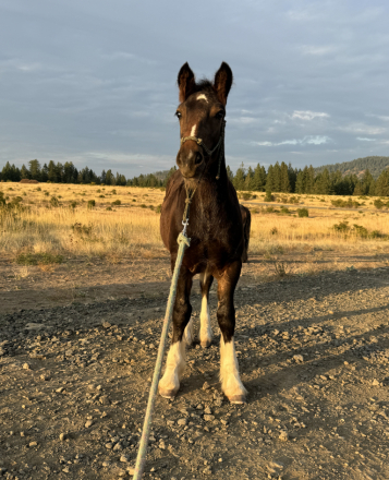 HorseID: 2305563 Golden Oak’s Rhythm of Revenge - PhotoID: 1088963