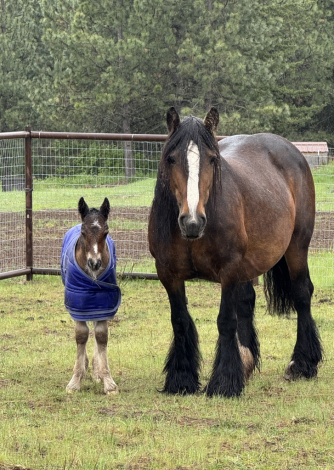 HorseID: 2305563 Golden Oak’s Rhythm of Revenge - PhotoID: 1088964