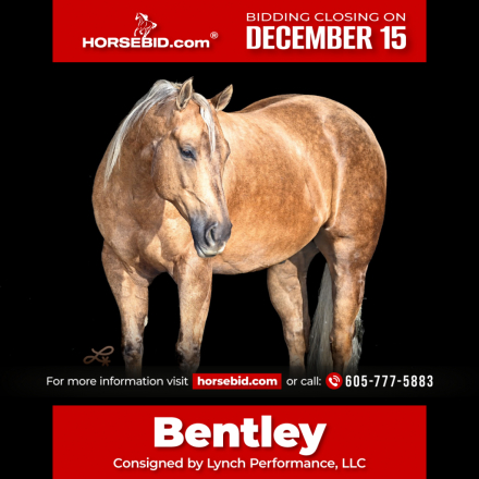 HorseID: 2305574 Little Matt 2019 - PhotoID: 1089057