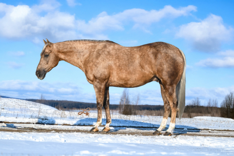 HorseID: 2305574 Little Matt 2019 - PhotoID: 1089058