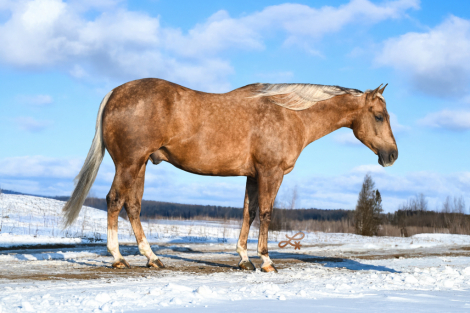 HorseID: 2305574 Little Matt 2019 - PhotoID: 1089059