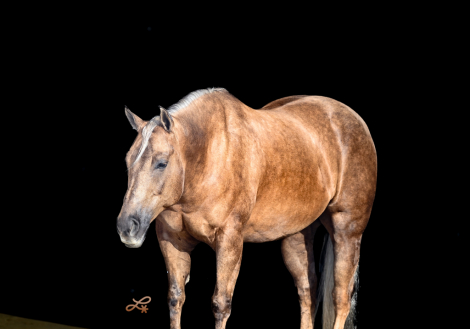 HorseID: 2305574 Little Matt 2019 - PhotoID: 1089061