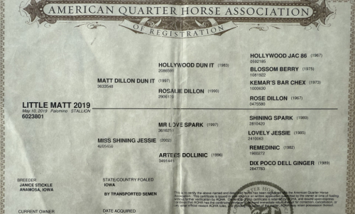 HorseID: 2305574 Little Matt 2019 - PhotoID: 1089062