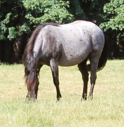 HorseID: 2305575 Warm Springs Project Mustangs - PhotoID: 1088995