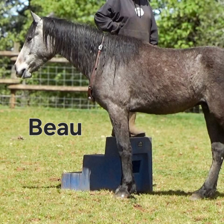 HorseID: 2305575 Warm Springs Project Mustangs - PhotoID: 1090884