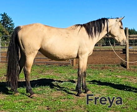 HorseID: 2305575 Warm Springs Project Mustangs - PhotoID: 1090885