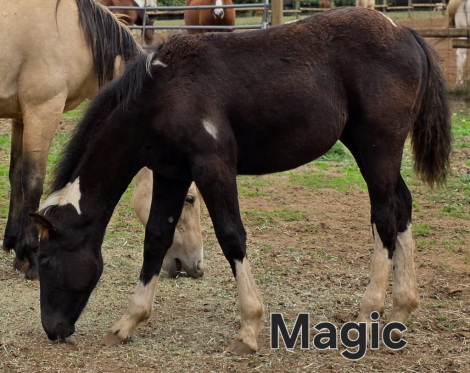 HorseID: 2305575 Warm Springs Project Mustangs - PhotoID: 1090886