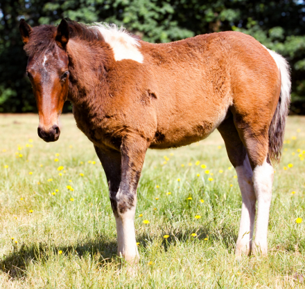 HorseID: 2305575 Warm Springs Project Mustangs - PhotoID: 1090887