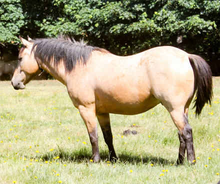 HorseID: 2305575 Warm Springs Project Mustangs - PhotoID: 1090888