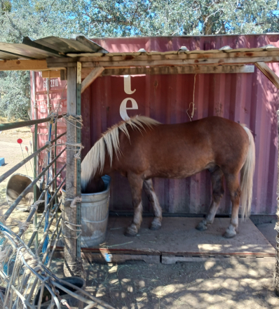 HorseID: 2305615 Ike - PhotoID: 1091001