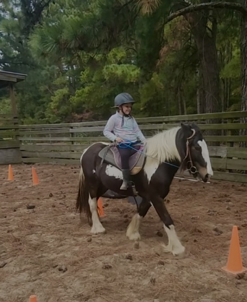 HorseID: 2305694 Sheldon - PhotoID: 1089180