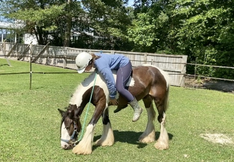 HorseID: 2305694 Sheldon - PhotoID: 1089181