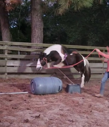 HorseID: 2305694 Sheldon - PhotoID: 1089182