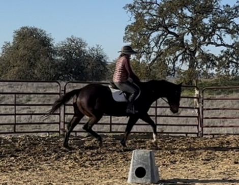 HorseID: 2305729 Billy - PhotoID: 1090061