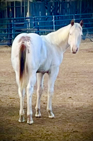 HorseID: 2305812 The Perfect Unity - PhotoID: 1091139