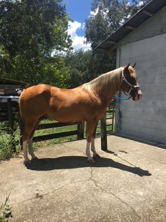 HorseID: 2305831 IN HONOR OF VERSA STAR - PhotoID: 1089374