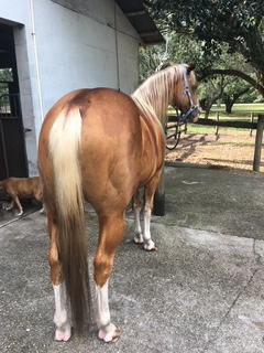 HorseID: 2305831 IN HONOR OF VERSA STAR - PhotoID: 1089375