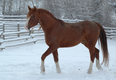 HorseID: 2305842 FV IL Divo - PhotoID: 1090326