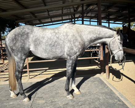 HorseID: 2305859 Surfer Blake - PhotoID: 1089417