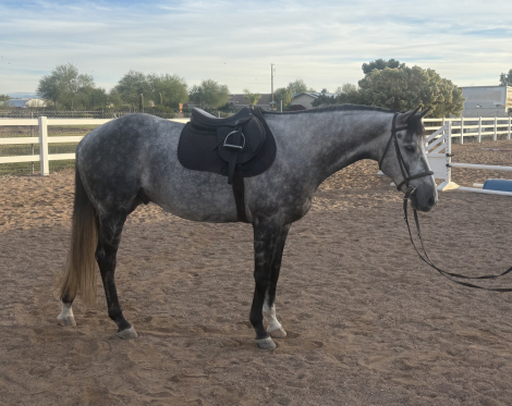 HorseID: 2305859 Surfer Blake - PhotoID: 1090661