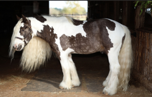 HorseID: 2305945 Platinum Card - PhotoID: 1090337