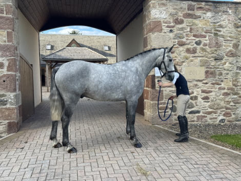 HorseID: 2305964 Ballyerk - PhotoID: 1090021