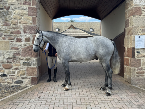 HorseID: 2305964 Ballyerk - PhotoID: 1090024